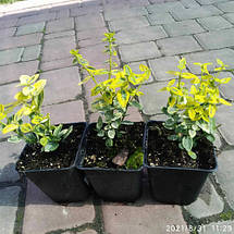 Бруслина Форчуна Emerald Gold у контейнері 2 л, фото 5