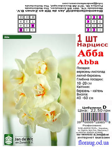 Нарцис Абба (Abba), 1 шт. Голландія, фото 2