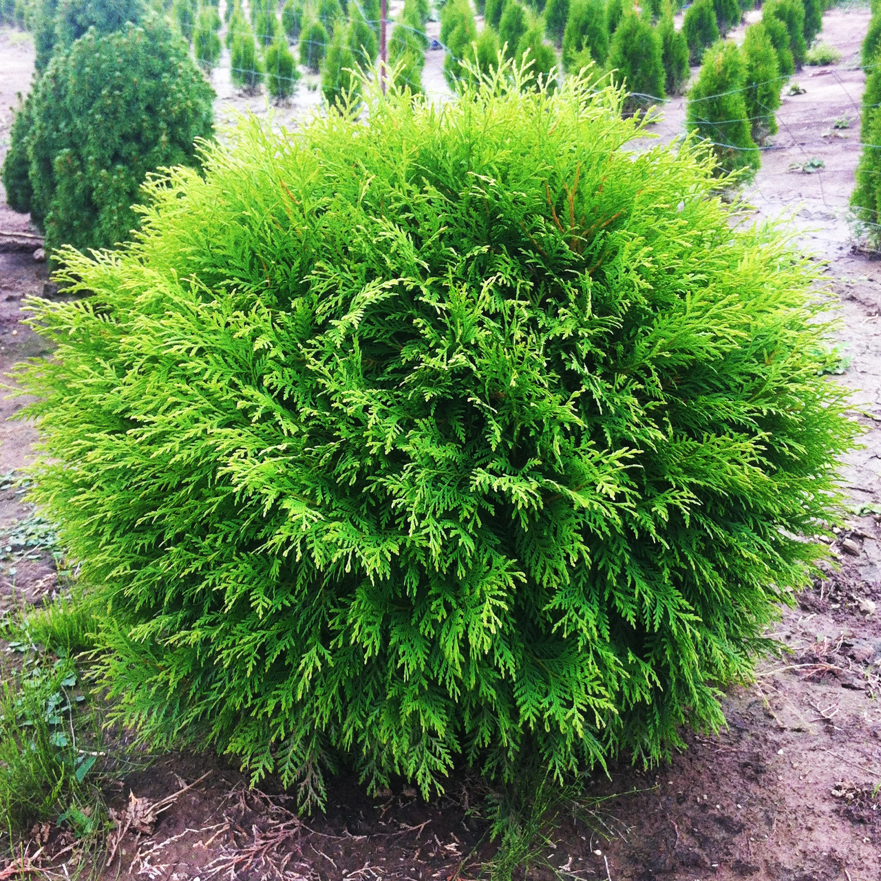 Саджанці Туї західної Літл Чемпіон (Thuja occidentalis Litle Champion) Р9