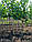 Саджанці чорноплідної горобини (штамб Н - 1,4-1,6 м), фото 3