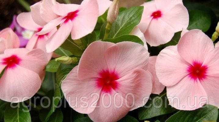 Насіння Катарантус (Барвінок) Сан Шторм F1 Шампань (Blush) 100 насінин Syngenta