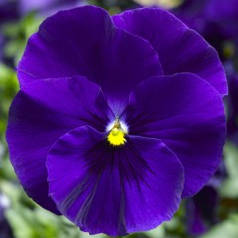 Насіння Віола Дельта F1 Синя 100 насінин Syngenta