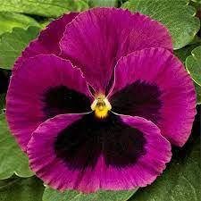 Насіння Віола Дельта F1 Рожева з вічком 100 насінин Syngenta