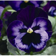 Насіння Віола Дельта F1 Неон-Фіолетова 100 насінин Syngenta