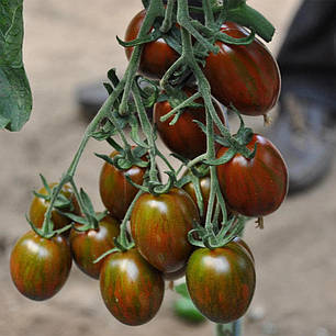 Насіння томату черрі Кріспіна Плюм F1 (Crispina Plum F1) Esasem 250, фото 1