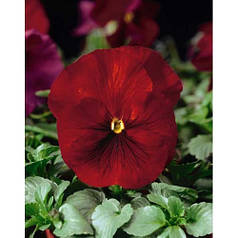 Насіння Віола Дельта F1 Червона 100 насінин Syngenta