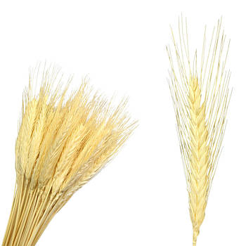 Колоски пшениці натуральні білі ~90-95шт, 60 см