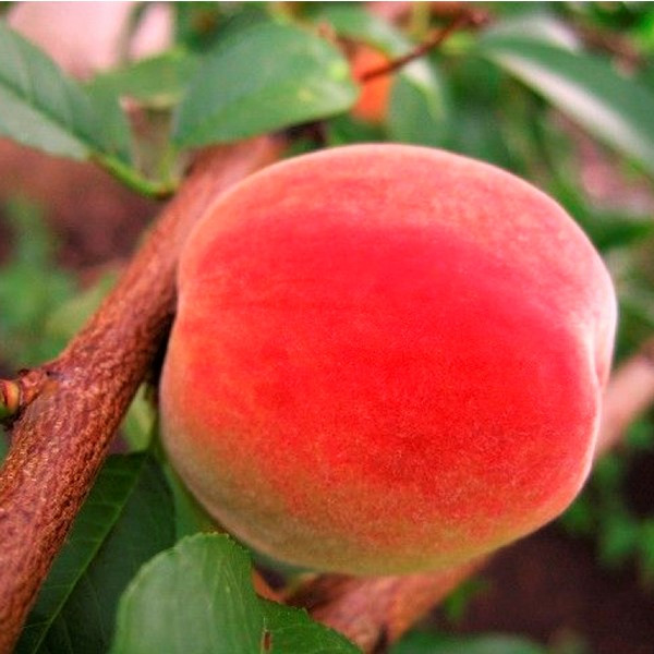 Саджанці Персика Сонячний - середній, великоплідний, зимостійкий