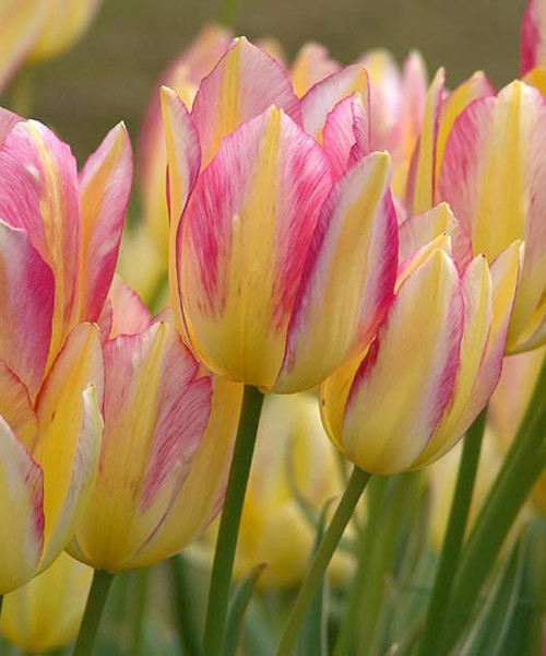 Тюльпан многоцветковый Antoinette луковицы - фото 3 - id-p1471064553