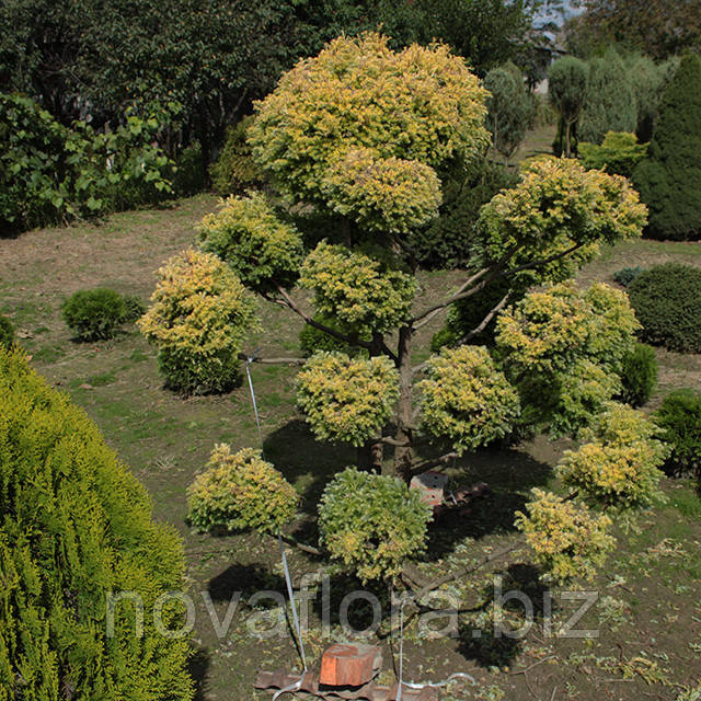 Кипарисовик горохоплідний 'Squarrosa Aurea Nana' (бонсай) 140-150см