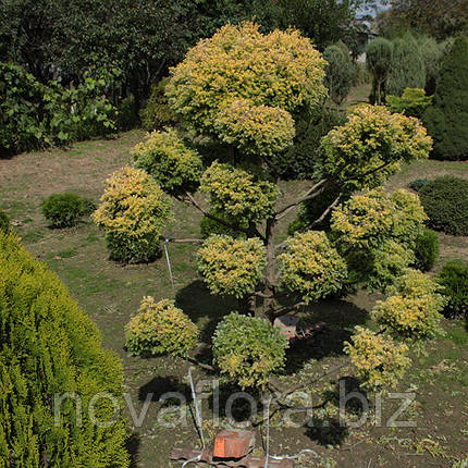 Кипарисовик горохоплідний 'Squarrosa Aurea Nana' (бонсай) 140-150см, фото 1