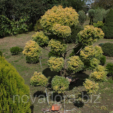 Кипарисовик горохоплідний 'Squarrosa Aurea Nana' (бонсай) 140-150см, фото 2