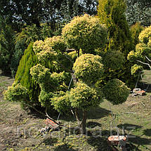 Кипарисовик горохоплідний 'Squarrosa Aurea Nana' (бонсай) 140-150см, фото 3