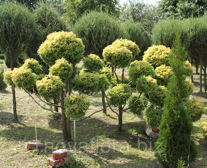 Кипарисовик горохоплодный 'Скуарроса Аурея Нана / Squarrosa Aurea Nana' (бонсай) 140-150см - фото 4 - id-p1471257032