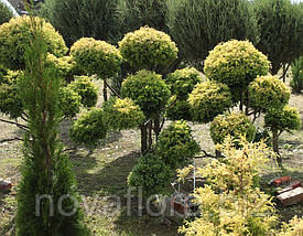 Кипарисовик горохоплідний 'Squarrosa Aurea Nana' (бонсай) 140-150см, фото 3