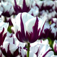 Тюльпан 2 шт Тріумф Rem's Favourite цибулини 11/12