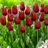 Тюльпан 2 шт Тріумф National Velvet цибулини 10/11