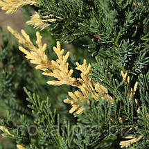 Ялівець китайський 'Стрікта Варієгата / Stricta Variegata' ком 70-80см, фото 2