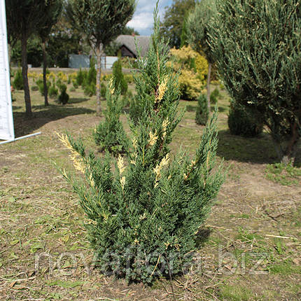 Ялівець китайський 'Стрікта Варієгата / Stricta Variegata' ком 70-80см, фото 2