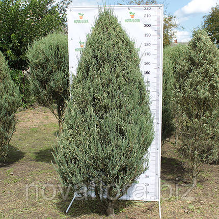 Ялівець скельний 'Сільвер Стар / Silver Star' ком 200-220см, фото 2