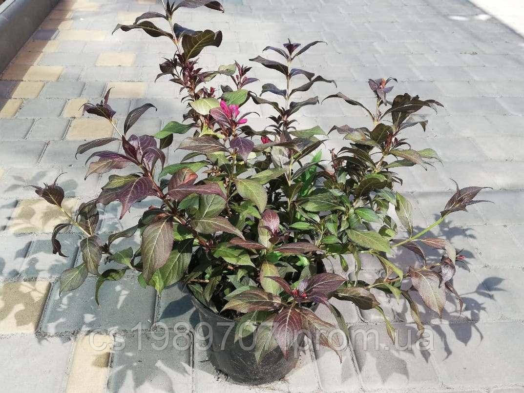 Вейгела Nana purpurea С3