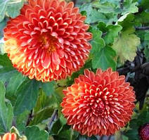 Хризантема мультифлору жовтогарячо-червона