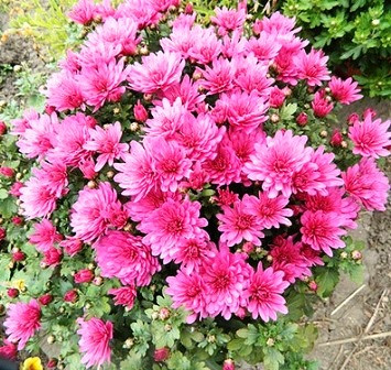 Хризантема шаровидная бордово-красная: продажа, цена в Киевской области ...