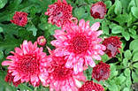 Хризантема куляста бордово-червона, фото 2