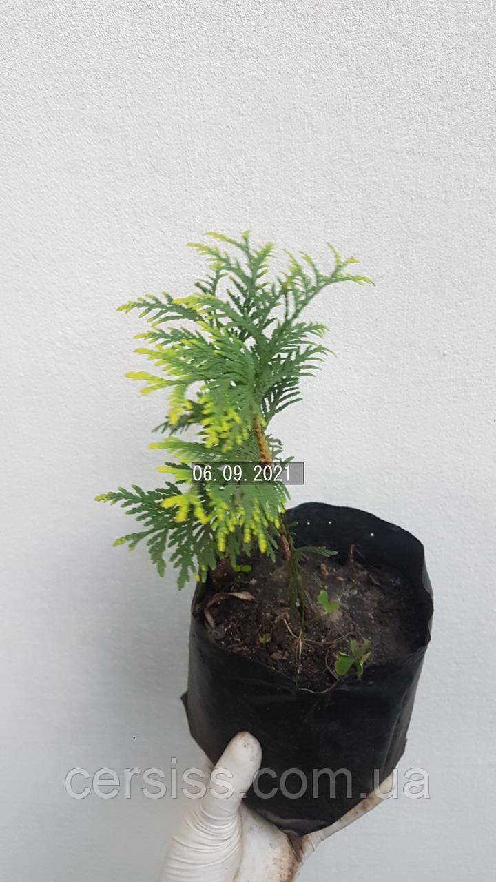 Туя Холмструм еллоу, Thuja occidentalis Holmstrup Yellow - фото 5 - id-p1413900443