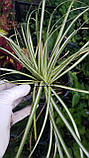 Карекс птахоногий варієгата, Carex ornithopoda 'Variegata, фото 7