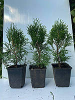 Туя західна Смарагд (Thuja Occidentalis Smaragd) 25 см