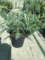 Ялівець віргінський Хетц ( Juniperus virginiana Hetz ) а - 80-100 см в горщику С7.5 л