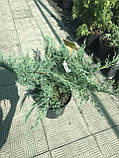Ялівець віргінський Хетц ( Juniperus virginiana Hetz ) а - 80-100 см в горщику С7.5 л, фото 2