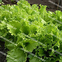 Одесский кучерявец семена салата листового зеленого Semenaoptom / Семенаоптом