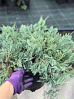 Ялівець горизонтальний Глаука (Juniperus horizontalis Glauca) а-40-60 см в горщику С5 л