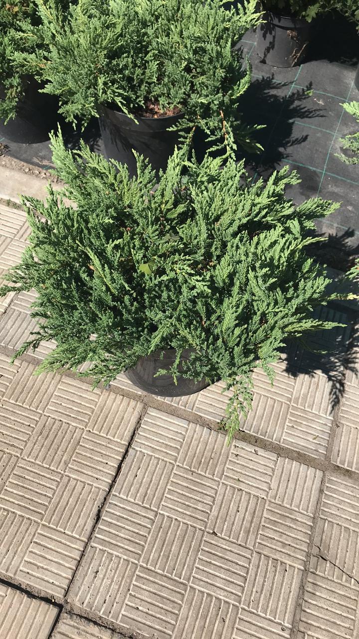 Ялівець горизонтальний Принц Уельський (Juniperus horizontalis Prince of Wales) a-30-40 см в горщику С7,5