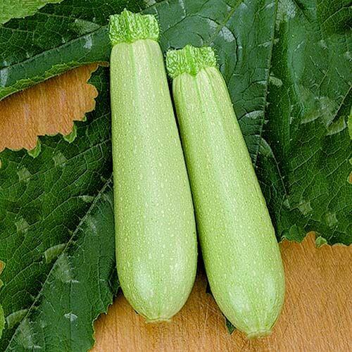 Насіння кабачка Іскандер F1 (Eskenderany F1) Seminis 1000