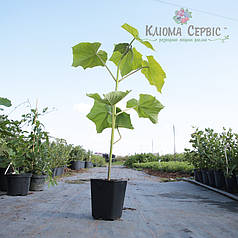 Саджанці павловнии сорт Шан Тонг в високому конт. 3,5 л