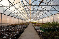 Телиця під ключ