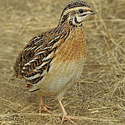 Особливості полювання на перепела