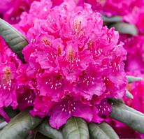 Рододендрон Catharine van Tol (Екатерина Толская) горщик с2, 3 рік