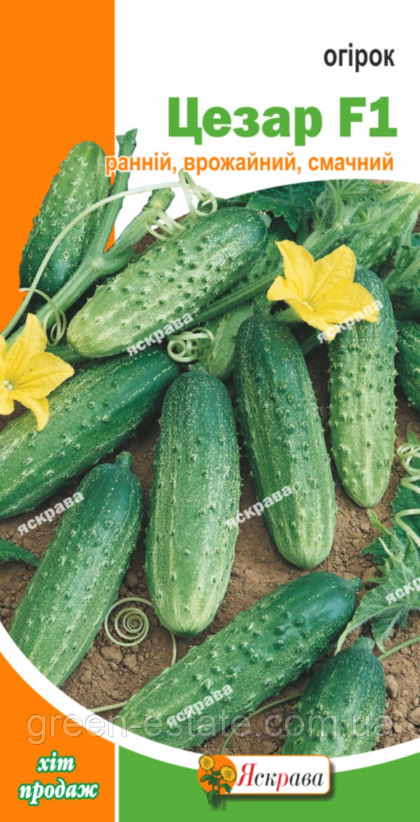 Огірок Цезар F1 2,5 р.