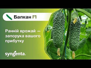 Насіння огірка «Балкан F1» 10 насінин, фото 3
