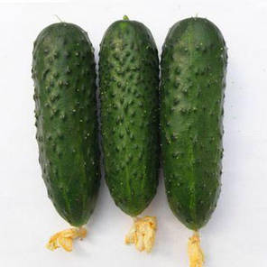 Насіння огірка «Балкан F1» 10 насінин, фото 2