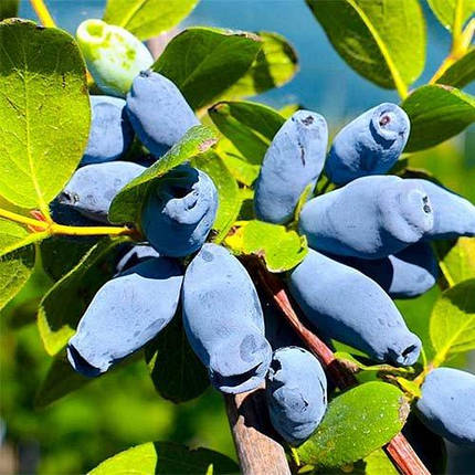 Жимолость Аврора 2 річний саджанець в горщику 0.5 л, фото 1