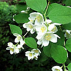 Саджанці Чубушника вінцевого Нана, Жасмин (Philadelphus coronarius Nana) Р9, фото 3