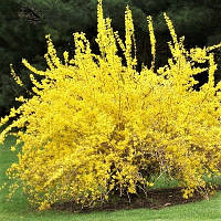 Саженцы Форзиции овальнолистной Тетраголд (Forsythia Tetragold) Р9