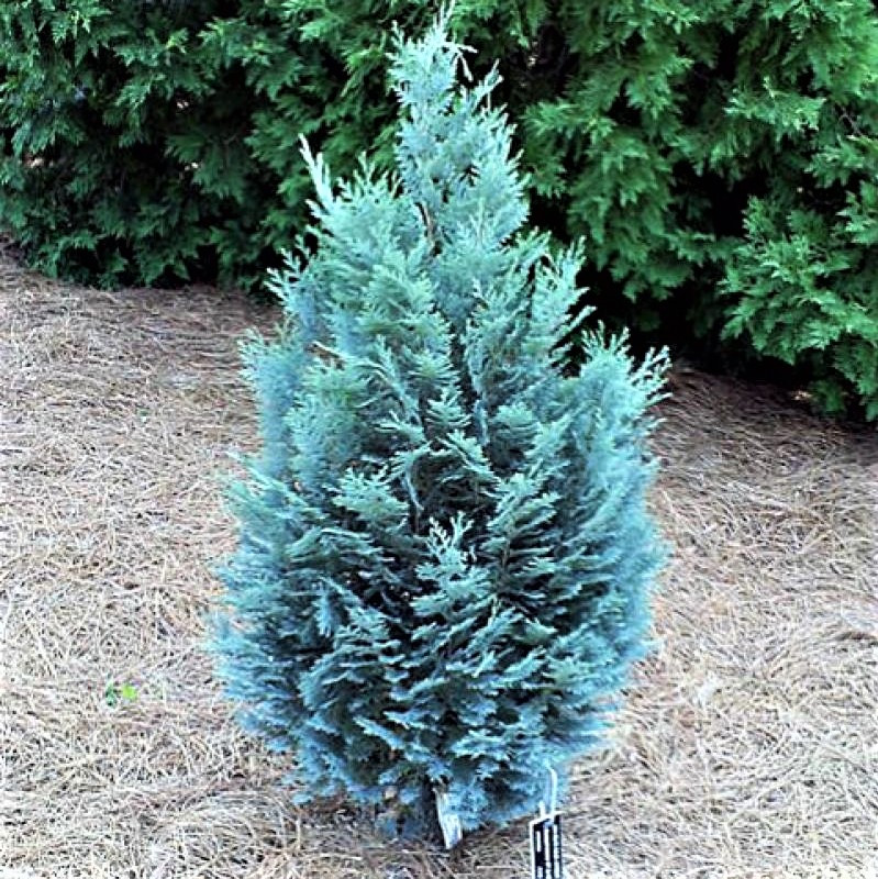 Саджанці Кипарисовика Лавсона Ван Пельтс Блю (Chamaecyparis lawsoniana Van Pelts Blue) Р9