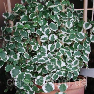 Фікус пуміла Вайт Санні плетисті кімнатні рослини, Ficus Pumila White Sunny