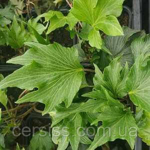 Плющ грін ріпл, Hedera helix green ripple, фото 1